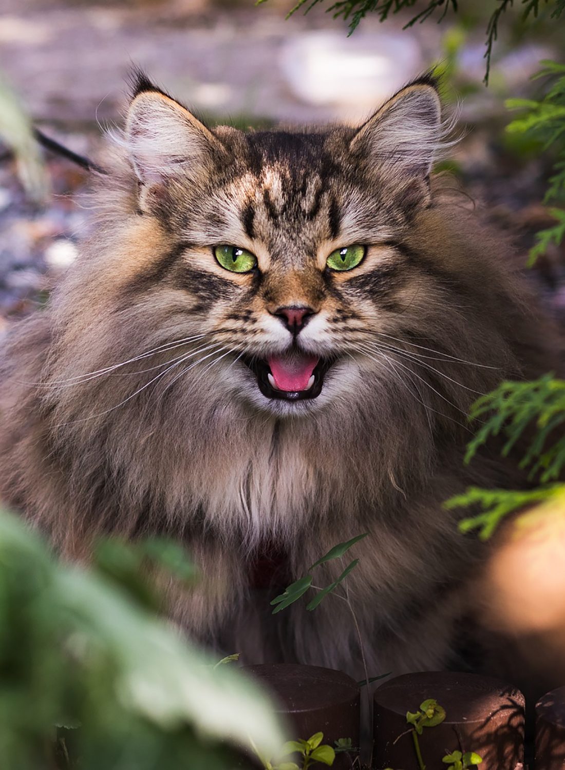 cat-2