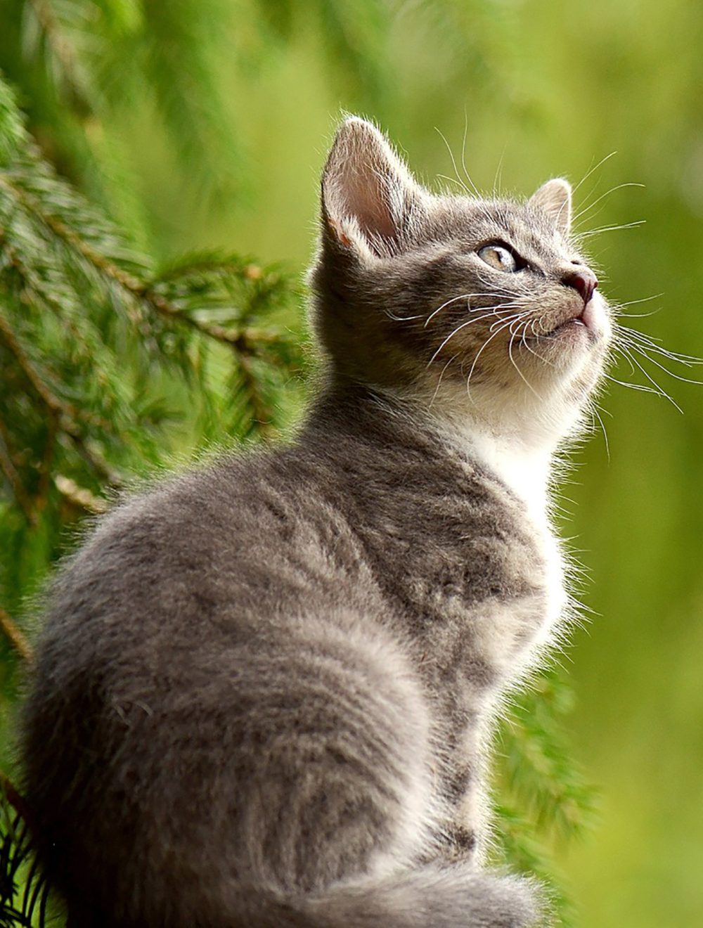 cat-2083492-1